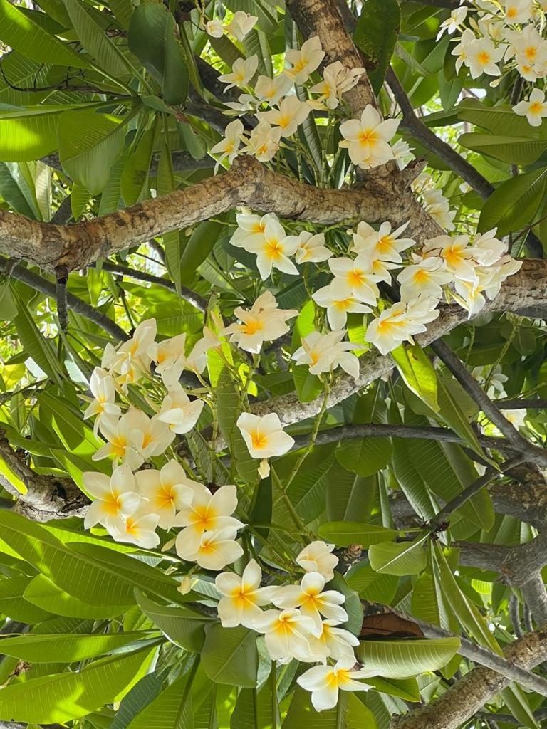 Club Seabourne Hotel Isla Culebra Екстер'єр фото